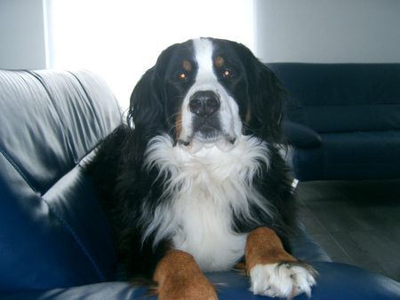 Berner Sennenhund Hunde Foto 43045 in höherer Auflösung ansehen Berner Sennenhund Ben von Kleinholz