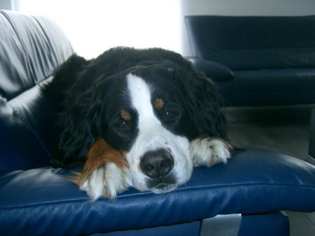 Berner Sennenhund Hunde Foto 43046 in höherer Auflösung ansehen Berner Sennenhund Ben von Kleinholz