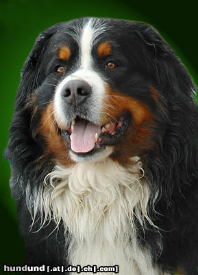Berner Sennenhund Hunde Foto 24574 in höherer Auflösung ansehen Berner Sennenhund Berner Sennenhund