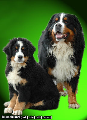 Berner Sennenhund Hunde Foto 24575 in höherer Auflösung ansehen Berner Sennenhund Berner Sennenhunde