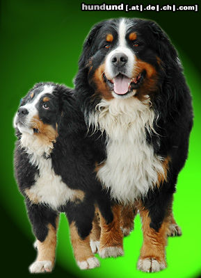Berner Sennenhund Hunde Foto 24576 in höherer Auflösung ansehen Berner Sennenhund Berner Sennenhunde