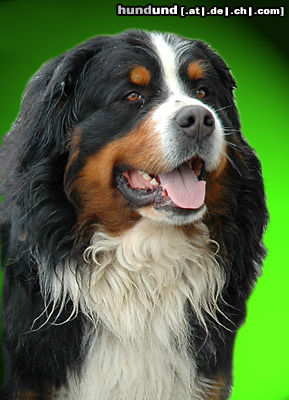 Berner Sennenhund Hunde Foto 24572 in höherer Auflösung ansehen Berner Sennenhund Boxerwelpe