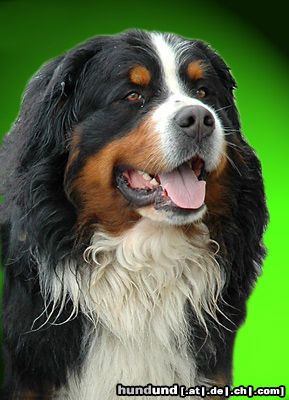 Berner Sennenhund Hunde Foto 24573 in höherer Auflösung ansehen Berner Sennenhund Berner Sennenhund