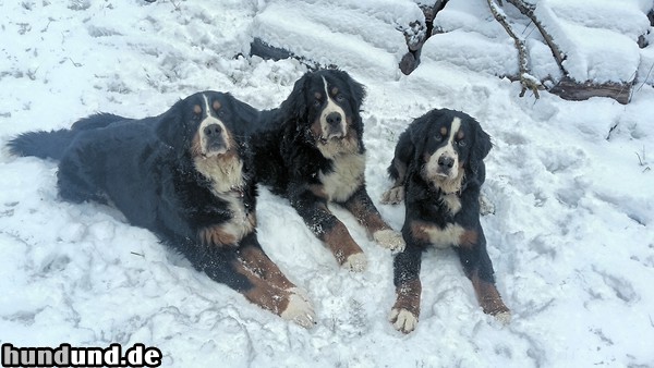 Berner Sennenhund Unser Rudel hat sich vergrößert! Mona & Nicki & Mäx lieben den Schnee!