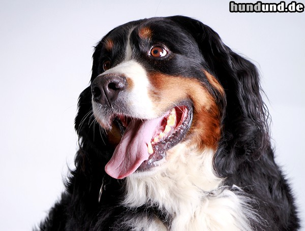 Berner Sennenhund Carla - Augen zum Verlieben