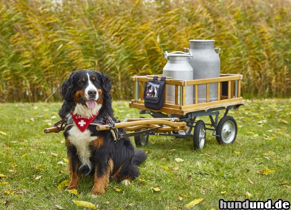 Berner Sennenhund Muss mir mein Futter verdienen  ;-)