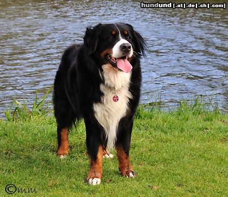 Berner Sennenhund Chopin-Balu vom Hagener Hof