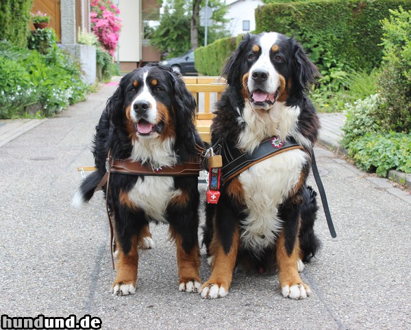 Berner Sennenhund Zughund-Doppelspänner