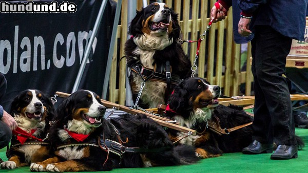 Berner Sennenhund Zughund Vierspänner