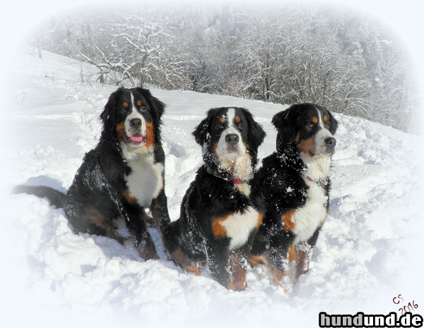 Berner Sennenhund Unsere drei Lieblinge Mäx & Nicki & Mona posieren erst nach dem Austoben für mich.