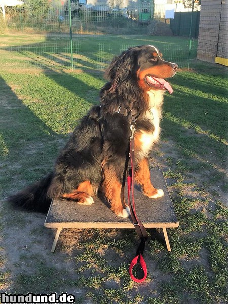 Berner Sennenhund SAM - geniesst die Abendsonne