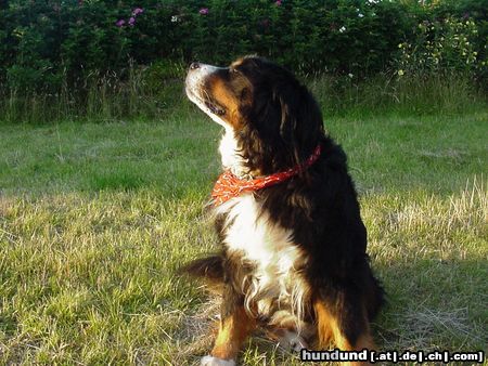 Berner Sennenhund Meine süsse Maus