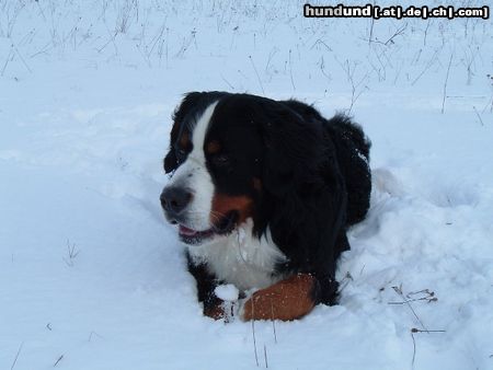 Berner Sennenhund Hunde Foto 13404 Berner Sennenhund Schnee ist das schönste für unseren Billy