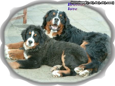 Berner Sennenhund Hunde Foto 10374 Berner Sennenhund brotherlove