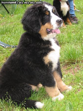 Berner Sennenhund Hunde Foto 17824 Berner Sennenhund