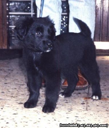 Berner Sennenhund Hunde Foto 9149 Berner Sennenhund Ich hab Caja im www gefunden!!