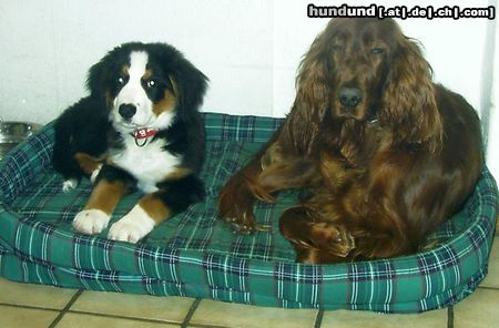 Berner Sennenhund Hunde Foto 18315 in höherer Auflösung ansehen Berner Sennenhund Sally (li.)15Wochen Betty 4 Jahre