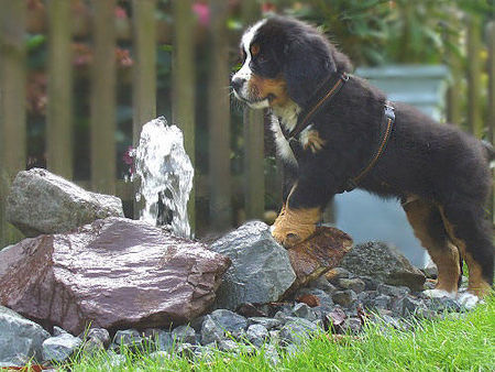 Berner Sennenhund Hunde Foto 34249 in höherer Auflösung ansehen Berner Sennenhund Connor-Jamie.......9 Wochen alt