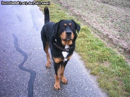 Berner Sennenhund Hunde Foto 9313 Berner Sennenhund Balu.....Bernermix