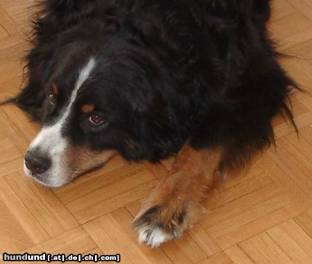 Berner Sennenhund Kurz vor ihrem Tod