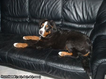 Berner Sennenhund Hunde Foto 13918 Berner Sennenhund eigentlich gehöre ich nicht auf`s Sofa, oder???