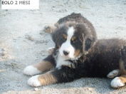 Berner Sennenhund Hunde Foto 26974 Berner Sennenhund allevamento bovaro del bernese Trentino Alto Adige IT
