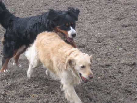 Berner Sennenhund Hunde Foto 30986 Berner Sennenhund Fanny+Leila