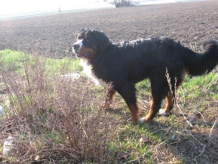 Berner Sennenhund Hunde Foto 30983 in höherer Auflösung ansehen Berner Sennenhund Fanny