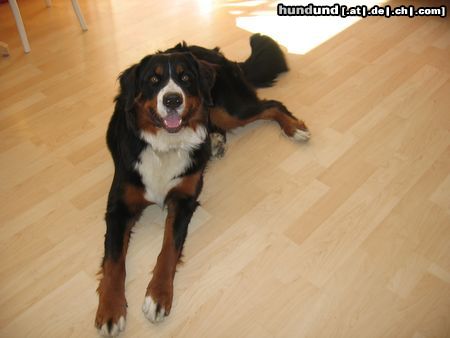 Berner Sennenhund Hunde Foto 25704 in höherer Auflösung ansehen Berner Sennenhund Fanny