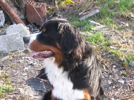Berner Sennenhund Hunde Foto 30982 in höherer Auflösung ansehen Berner Sennenhund