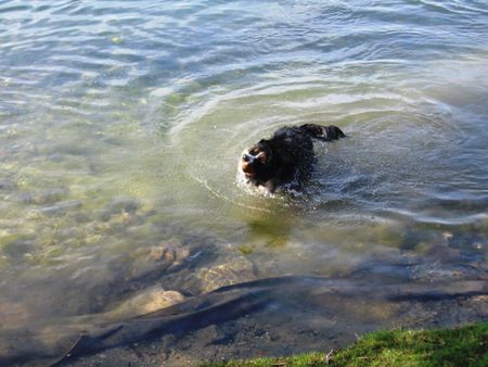 Berner Sennenhund Hunde Foto 30984 Berner Sennenhund Fanny und das Wasser