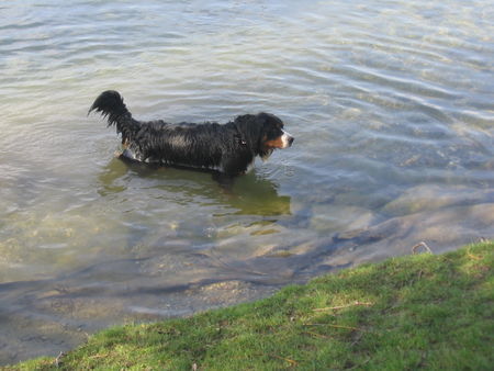 Berner Sennenhund Hunde Foto 30985 in höherer Auflösung ansehen Berner Sennenhund Fanny und das Wasser2