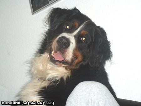 Berner Sennenhund Hunde Foto 12876 Berner Sennenhund Floh,1995-2003