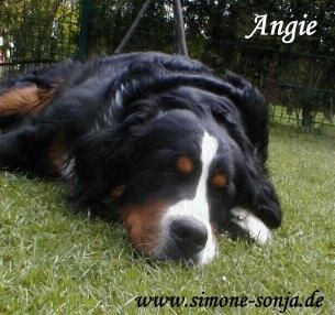 Berner Sennenhund Unsere Traumhündin Angie