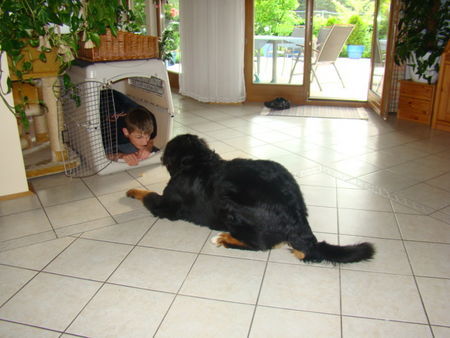 Berner Sennenhund Hunde Foto 42123 Berner Sennenhund Hey!!!!Das ist meine Box!!!!!!!!!