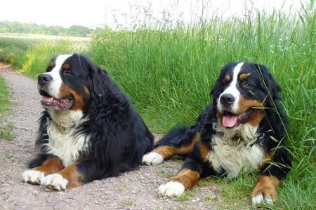 Berner Sennenhund Hunde Foto 38666 in höherer Auflösung ansehen Berner Sennenhund Max...7 Jahre alt und Connor-Jamie...11 Monate alt