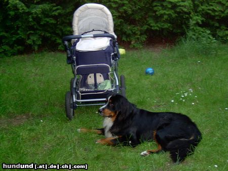 Berner Sennenhund Hunde Foto 12455 Berner Sennenhund Balou unser Wachhund