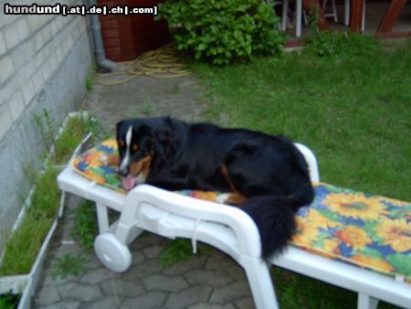 Berner Sennenhund Hunde Foto 12456 Berner Sennenhund Balou