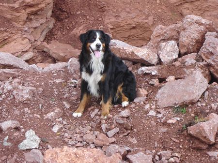 Berner Sennenhund Hunde Foto 35001 Berner Sennenhund Urlaub