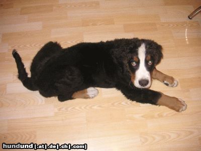 Berner Sennenhund Hunde Foto 23723 Berner Sennenhund podolsky mit ca 17 wochen