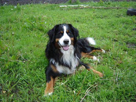 Berner Sennenhund Hunde Foto 34989 Berner Sennenhund Henry