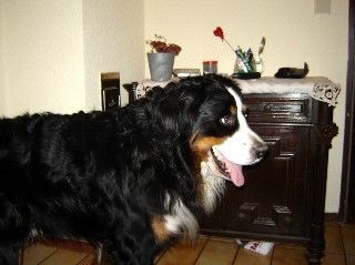 Berner Sennenhund Hunde Foto 29179 Berner Sennenhund Henry, 3 Jahre