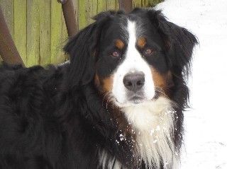 Berner Sennenhund Hunde Foto 30547 Berner Sennenhund wer kann mir widerstehen...(Henry v. Dünner Wiesengrund)
