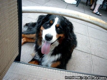 Berner Sennenhund Hunde Foto 14463 Berner Sennenhund Henry v. Dünner Wiesengrund