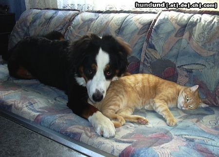 Berner Sennenhund Hunde Foto 5835 Berner Sennenhund Eine tierische Liebe
