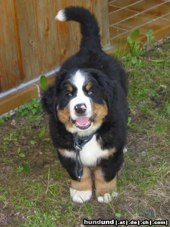 Berner Sennenhund Hunde Foto 17828 Berner Sennenhund