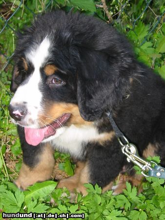Berner Sennenhund Hunde Foto 17829 Berner Sennenhund