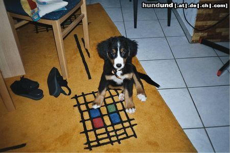 Berner Sennenhund Hunde Foto 6177 Berner Sennenhund Bella 10 Wochen