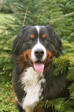 Berner Sennenhund Hunde Foto 31664 in höherer Auflösung ansehen Berner Sennenhund Louk