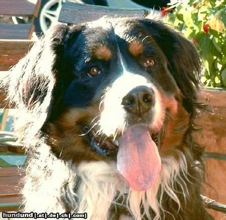 Berner Sennenhund Hunde Foto 9357 Berner Sennenhund Potterjoe